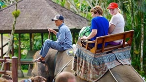 Tour to Bali Elephant Park